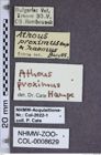 Etiketten zu Athous proximus (NHMW-ZOO-COL-0008629)